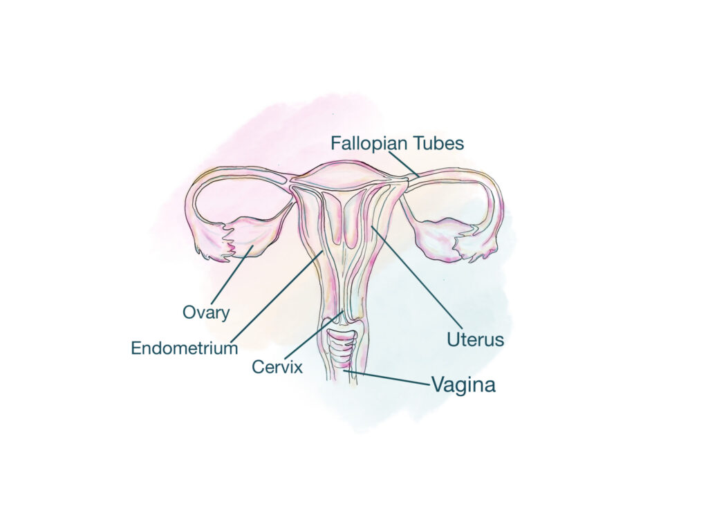 FEMALE REPRODUCTIVE SYSTEM 1 scaled.jpg